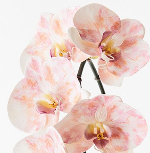 Orchid Phalaenopsis - Pink Mauve
