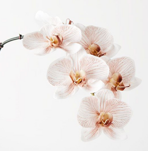Orchid Phalaenopsis - Latte