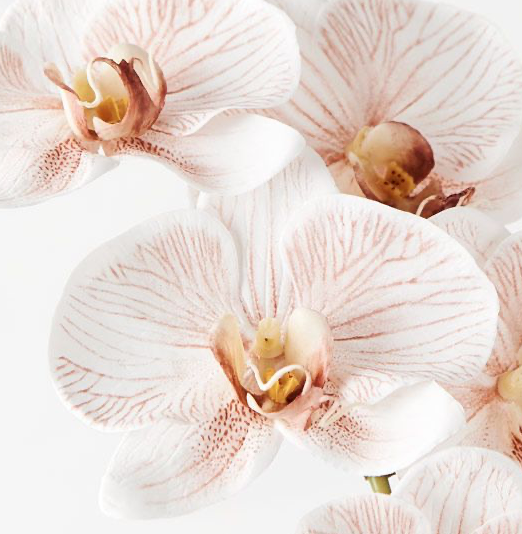 Orchid Phalaenopsis - Latte