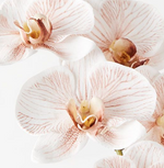 Load image into Gallery viewer, Orchid Phalaenopsis - Latte
