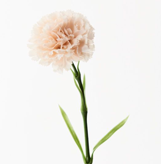 Carnation - Soft Pink