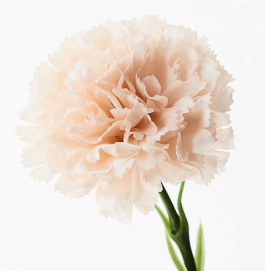Carnation - Soft Pink