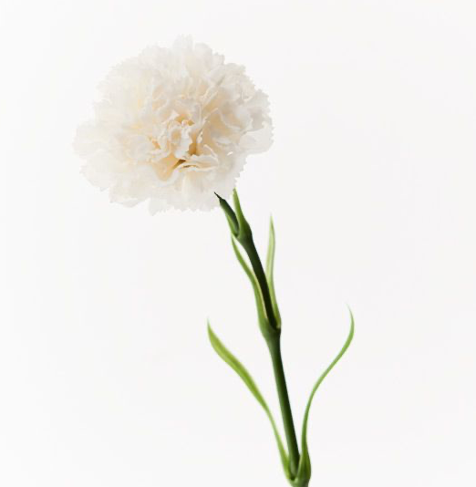 Carnation - Winter White