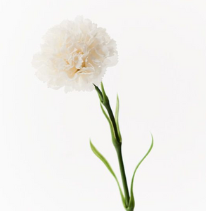 Carnation - Winter White