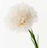 Load image into Gallery viewer, Carnation - Winter White
