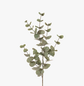 Eucalyptus Silver Dollar - Forest Green