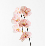 Load image into Gallery viewer, Orchid Phalaenopsis - Pink Mauve
